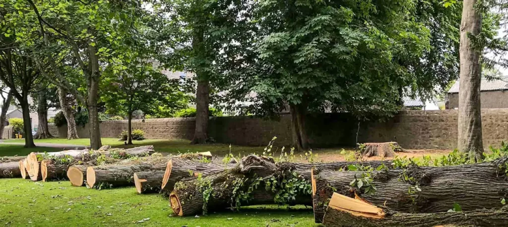 Tree Removal Cost Calculator: Don't Overpay for Tree Services