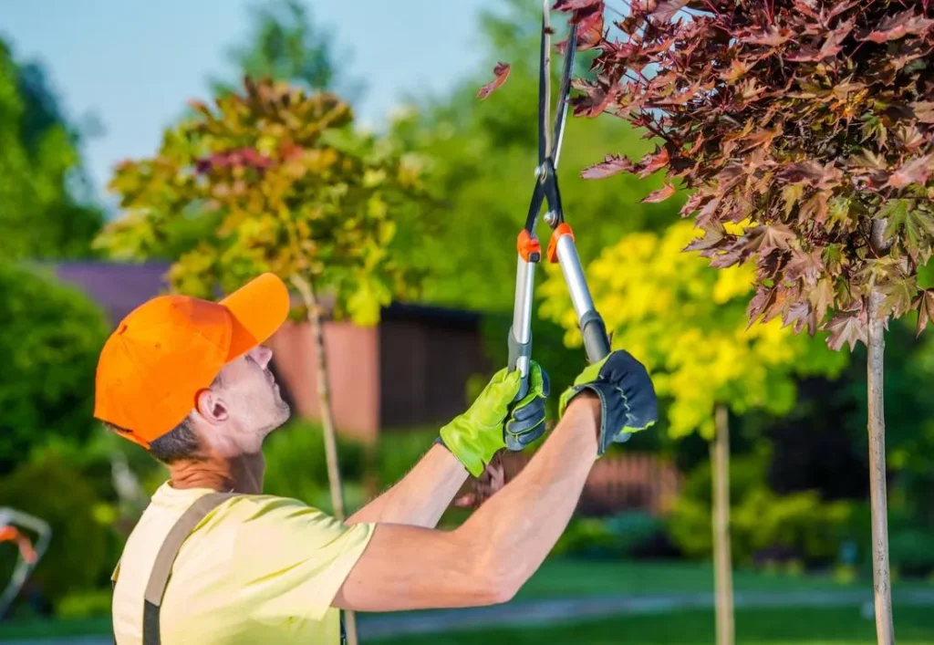 Tree Trimming