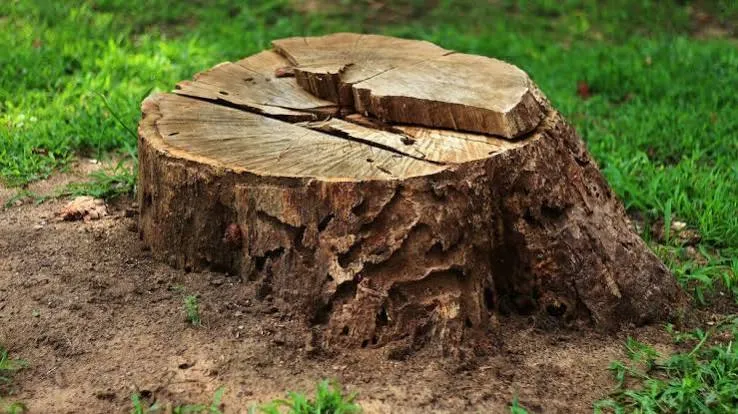 Tree Stump Removal