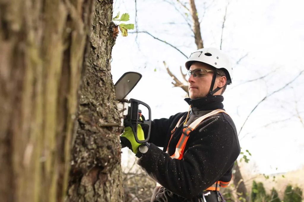 Tree Trimming