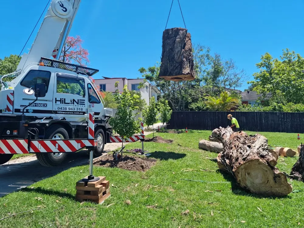 Dangerous Tree Removal – When to Act and Who to Call
