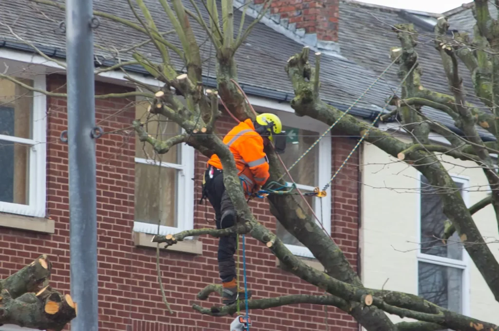 Tree Maintenance Services – What You Need and When