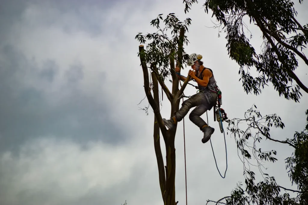 Tree and Shrub Pruning Service – Cost and When to Book