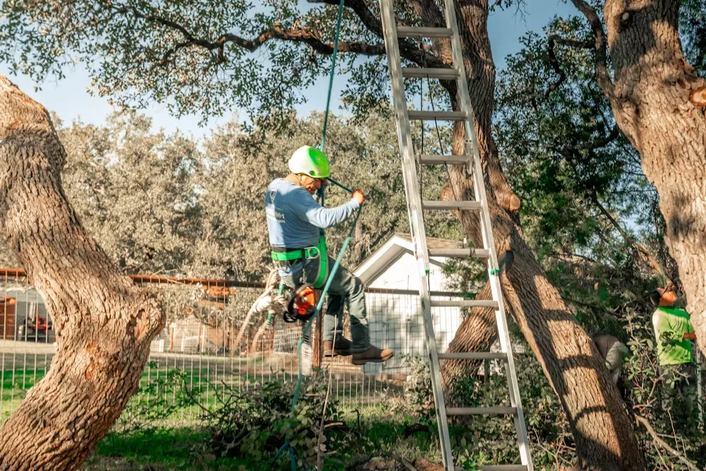 Tree Care Services – What They Cover and What They Cost