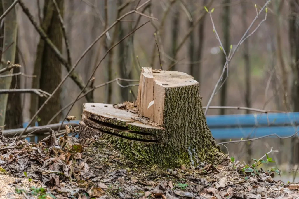 How Long Does a Tree Stump Take to Rot Naturally