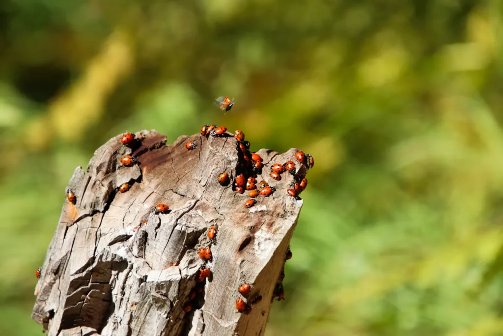 Tree Stump Pests