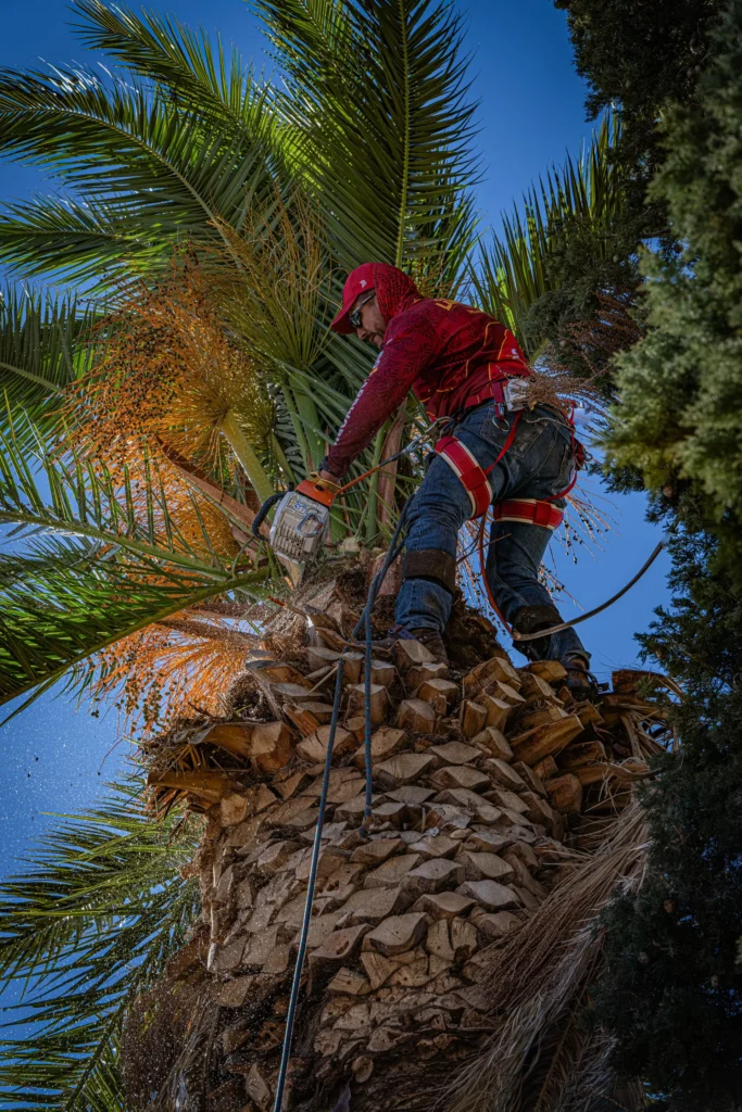 Worker cutting down a palm tree with a chainsaw